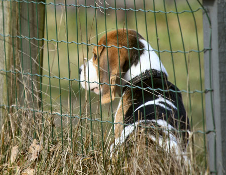 Beaglewelpe hinter gittern